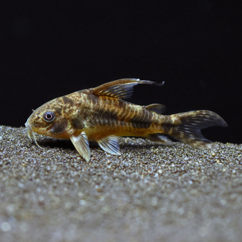 Marmorpanzerwels, Corydoras paleatus - langflossen